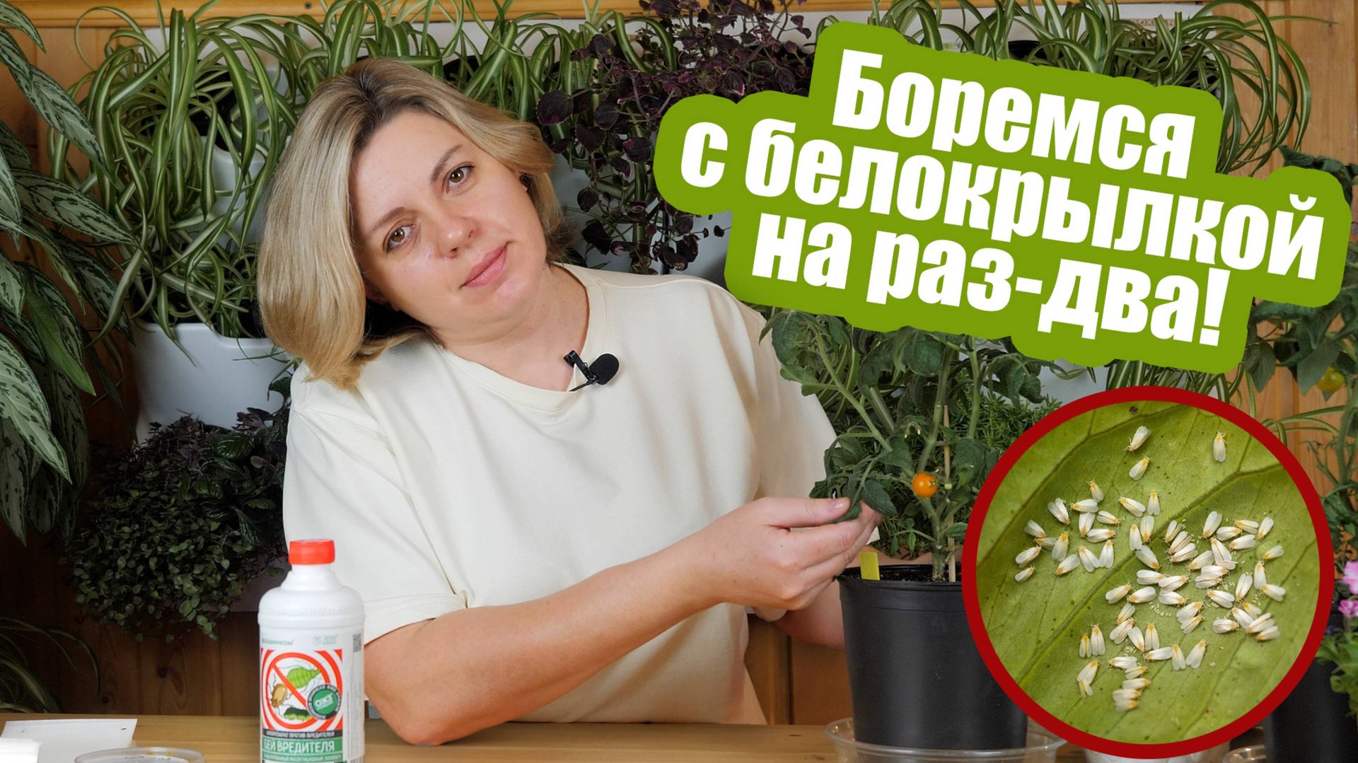ТОП-3 средства от белокрылки дома, в открытом грунте и теплице! смотреть онлайн