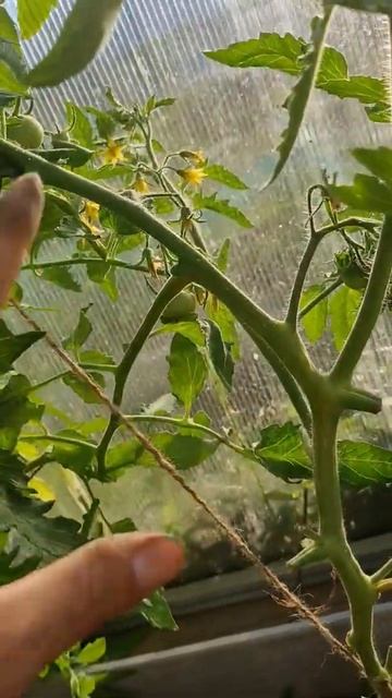 Томат Чудо Дерево от #Уральскийдачник #огородники #томаты #огород #фокусгруппауральскогодачника смотреть онлайн