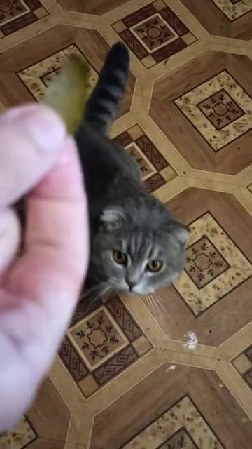 Кот ест квашенные огурцы. смотреть онлайн