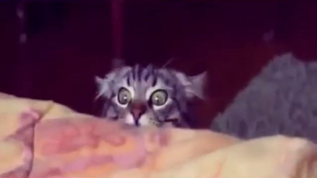 Кошка испугалась смотреть онлайн