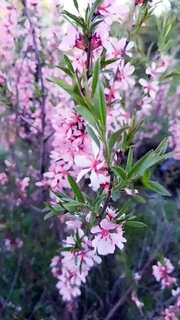 Степной миндаль 🌸🌸🌸 смотреть онлайн