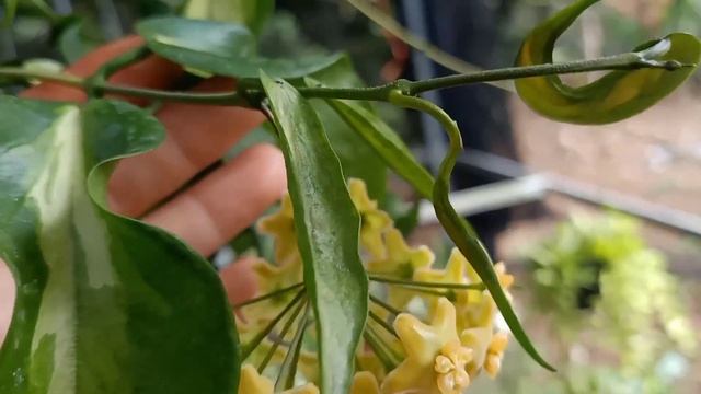 Hoya Kenejiana Variegated