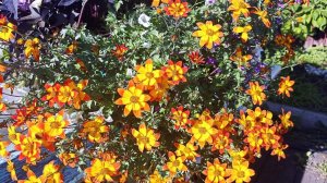 Пикирование и обзор сеянцев Биденс.