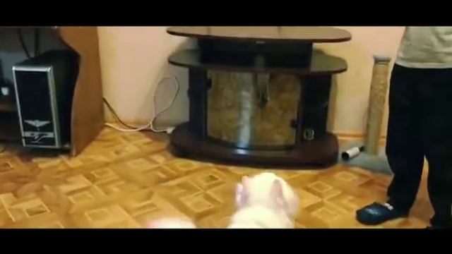 Кот и мятные мыльные пузыри смотреть онлайн