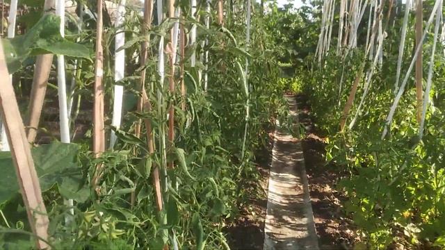 ОГЛЯД ГОРОДУ 16 ЛИПНЯ/ПРОДАЮ РОЗСАДУ ПОЛУНИЦІ ,,КУПЧИХА" смотреть онлайн