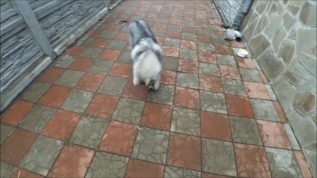VLOG Рецепт сырников / Патчи / Сделала клумбу Alena'sDays смотреть онлайн