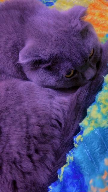 🔴КОТ СМОКИ🔴 смотреть онлайн