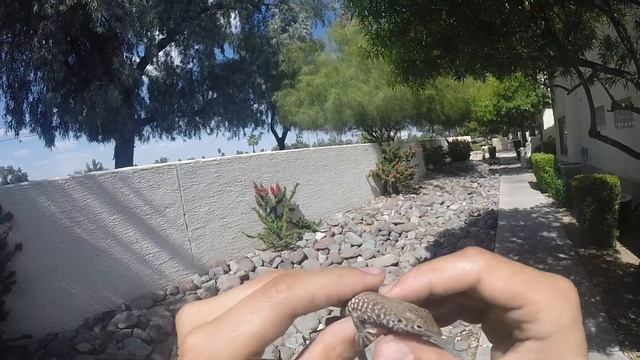 Tiger / Western Whiptail in Arizona (Sonoran Desert) Aspidoscelis tigris смотреть онлайн