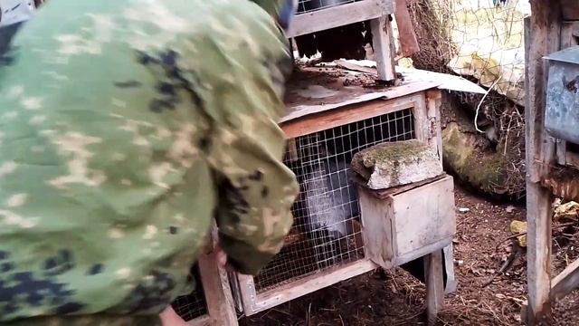 А вы делаете пальпацию своим кроликам. смотреть онлайн