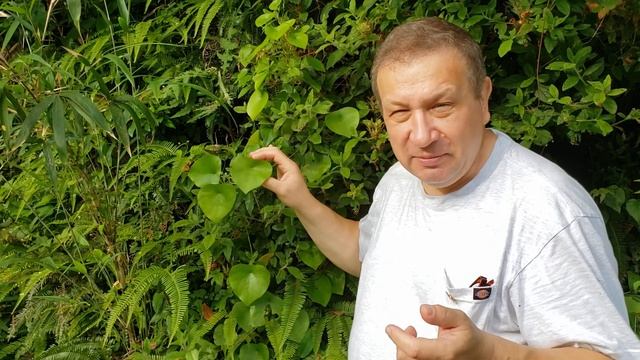 Climbing lotus from moonseed family смотреть онлайн