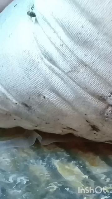 хорошо сидят 🐝🏠🐝❄️ смотреть онлайн