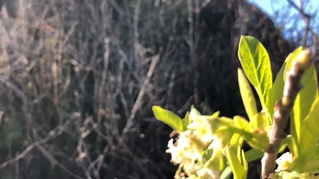Point Lobos #botanyblast Shrub Moment: Oso Berry смотреть онлайн