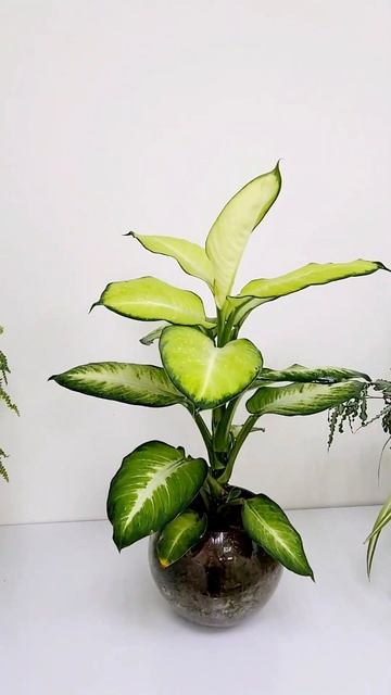 диффенбахия #sphagnum_eco #сфагнумфускум #диффенбахия #растениявинтерьере #растения #озеленение смотреть онлайн