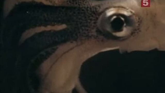 10 1970 Ночь кальмара смотреть онлайн