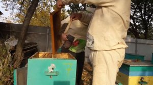 Простой стопроцентный способ объединения пчелосемей.