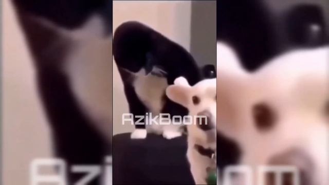 MUSHUK NAJIM - Nargiza opa yana trendda!🤣 (Fer-fero yangisi) смотреть онлайн