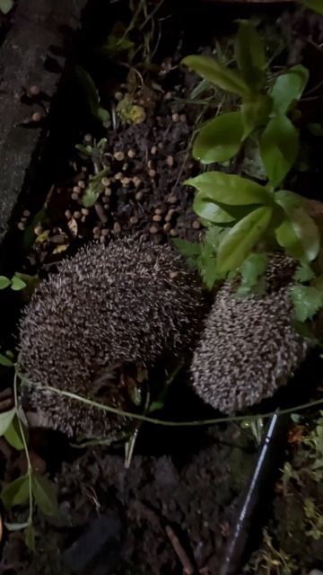 Nice surprise 🦔 two cute hedgehog puppies in the garden 🦔🦔 смотреть онлайн