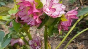 Морозник махровый Эллен Пикоти Heleborus Double Ellen Picoteeик