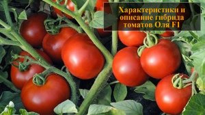 Характеристики и описание гибрида томатов Оля F1