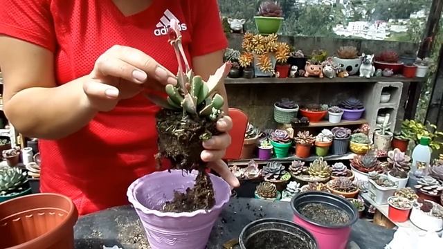 Trasplantemos 5 bellezas | 🤩Aeonium Lily Pad, E. Morita, E. Purple Perle, E. Rob Roy y Faucaria. смотреть онлайн