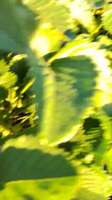 Земклуника Кокинская Отборная- Мега Урожай! смотреть онлайн