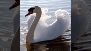 Аркадий Кобяков *Любовь моя как лебедь белая *