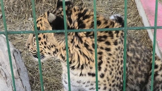 Ишачок Пандоруша -попрыгуша) Милые Моника с Симбой Ishachok Pandora jumping) Lovely Monica and Simb смотреть онлайн