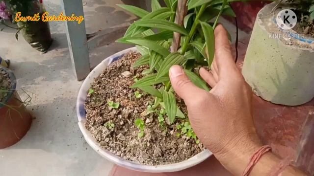 Asiatic Lily / Asiatic  Bulbs / Asiatic Lily Care Plant / Lilium Auratum / Golden Rayed Lily