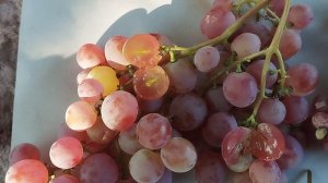 Сеянцы новинки ( кишмиши) 7 августа 2024 год.Виноградник Щереденкова В. А.mp4