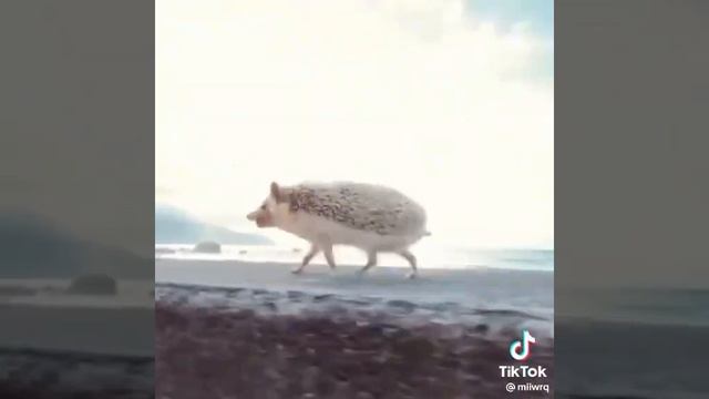 а ёжики е***** им п**** на погоду а ёжики е*****