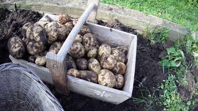 Main Crop Potato Harvest 2021 - Maris Piper and King Edward - How do They Compare? смотреть онлайн