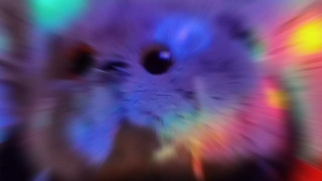 Барсик + дискотека, клип барсик вечеринка