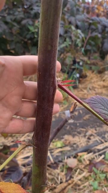 Толщина побегов у сорта Небеса могут подождать#shorts смотреть онлайн