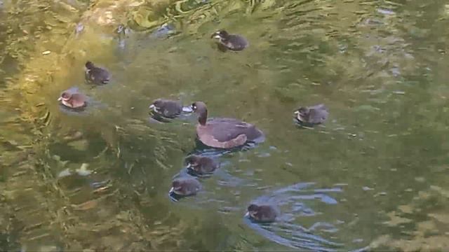 Утята хохлатой чернети смотреть онлайн