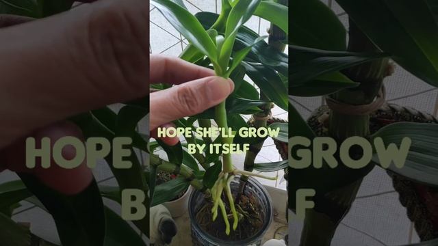 Dendrobium Nobile Update in Water Culture смотреть онлайн