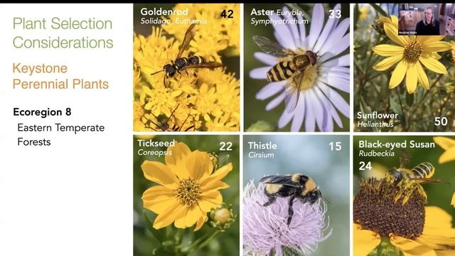 Heather Holm, Creating and Managing Habitat for Native Bees смотреть онлайн