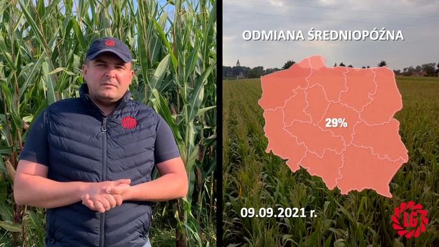 Monitoring suchej masy kukurydzy 2021 raport 9 września смотреть онлайн