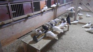 Пермские голуби