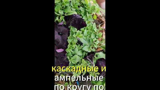 Прямостоячие и кустовые петунии. Особенности формировки. Как получить пышный куст #петуния