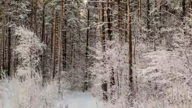 Зимний лес. смотреть онлайн