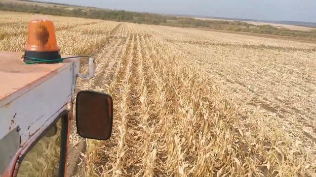 Уборка семенной кукурузы смотреть онлайн