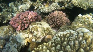 Grand Halomy Resort. Шарм Эль Шейх. Тридакны