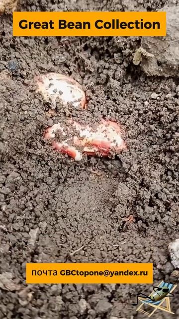 Продолжаю сеять фасоль. Новые сорта. I continue to sow beans. New varieties. смотреть онлайн
