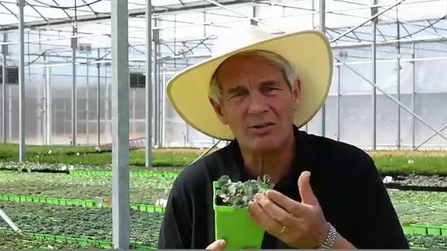 Sedum 'Vera Jameson'