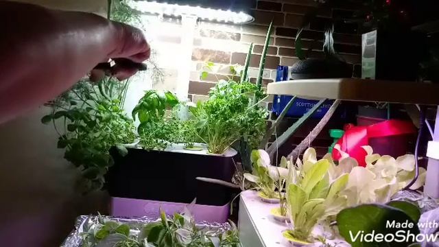 Growing.... On This Crisis! 3/31/2020.... 😭 NJ смотреть онлайн