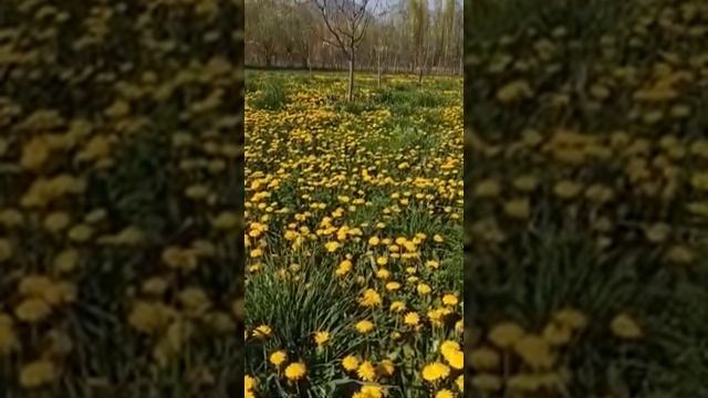 Какымдын пайдасы смотреть онлайн