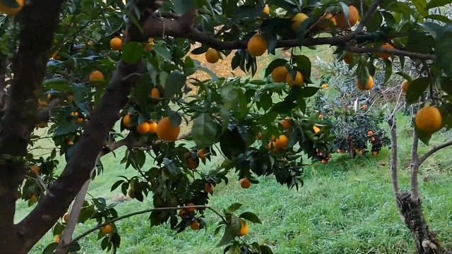 мандариновый рай смотреть онлайн