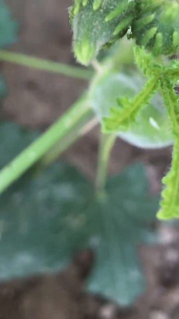 Organic okra (ladyfinger) in my kitchen garden. #gardening #vegetables #organicfarming смотреть онлайн