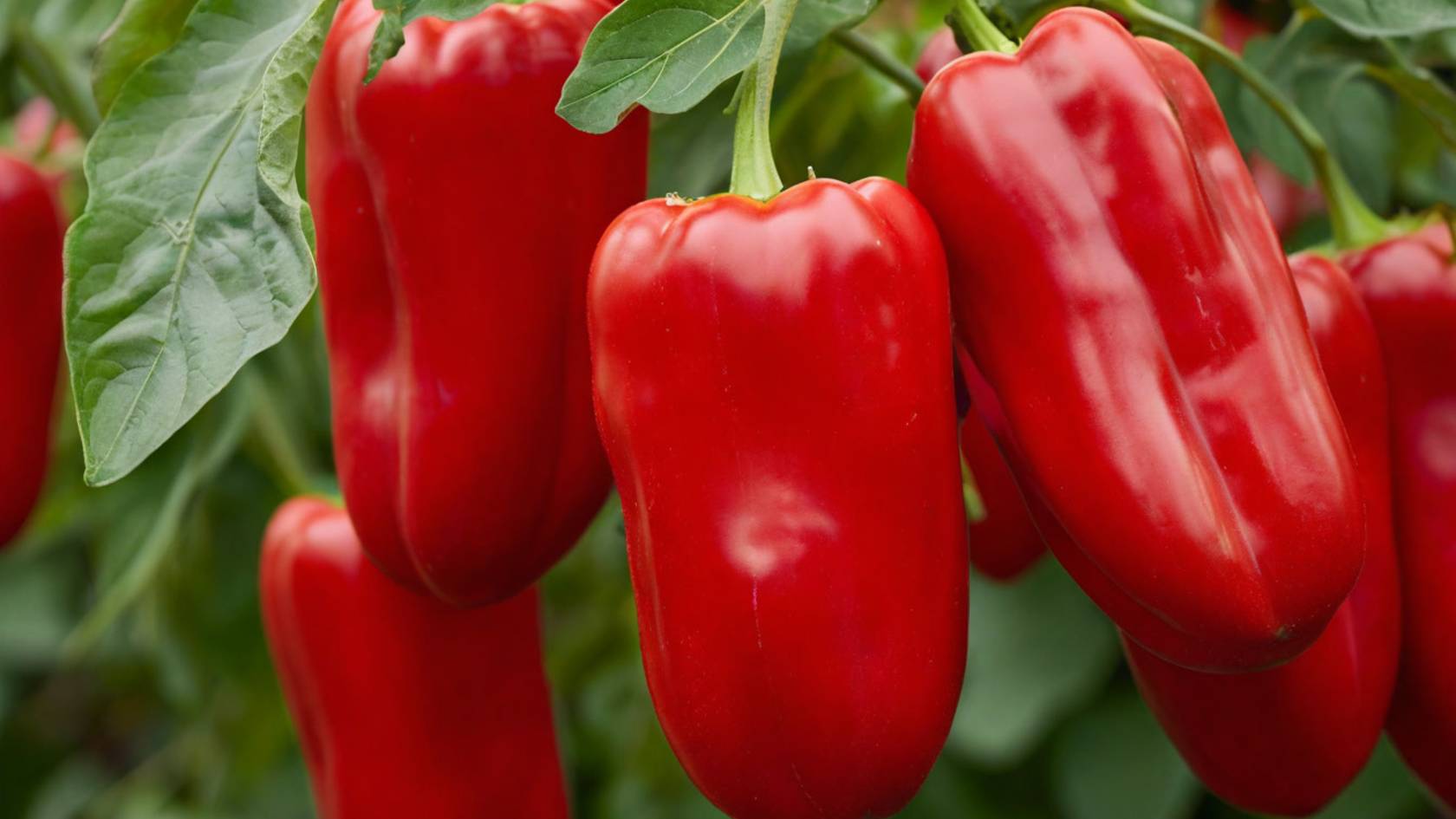 Самый простой способ как и чем обработать семена сладкого перца перед посевом. смотреть онлайн