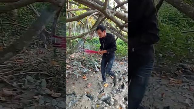 🙏⛩️🙏 cerita hari ini Cari Pekong teko...24 -1-2021 🙏⛩️🙏🌴 смотреть онлайн